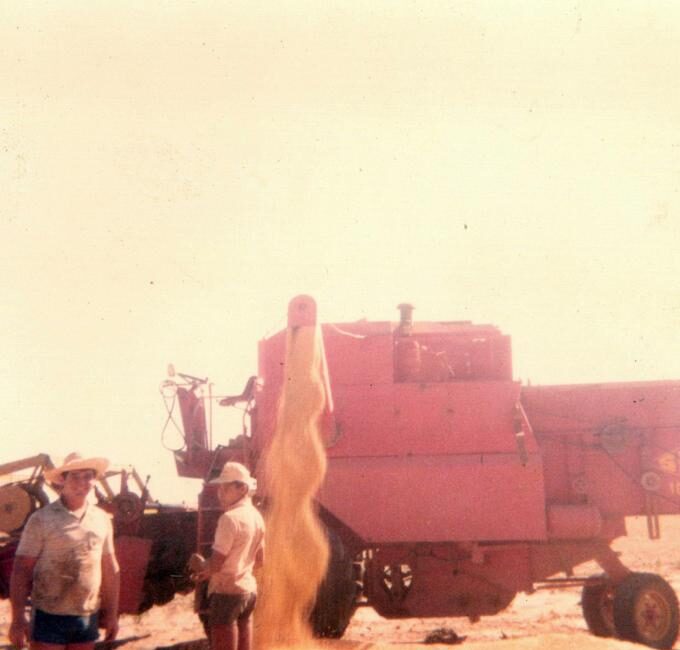 Colheita de arroz na fazenda em 1982, com a produção armazenada em lonas no chão.